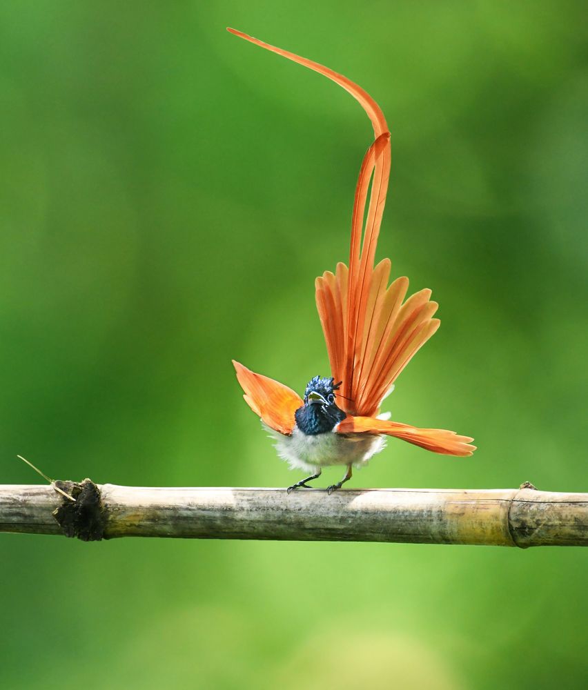 Collage of birds