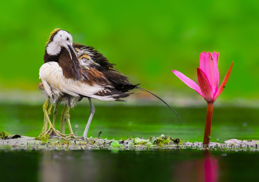 Collage of birds