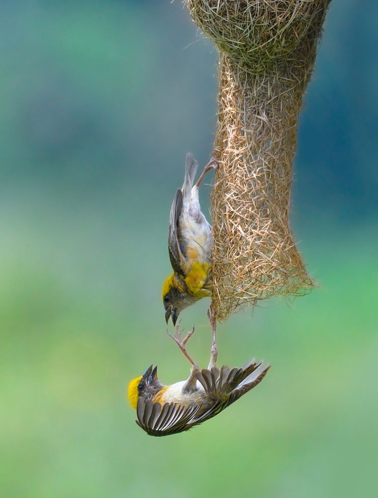 Collage of birds