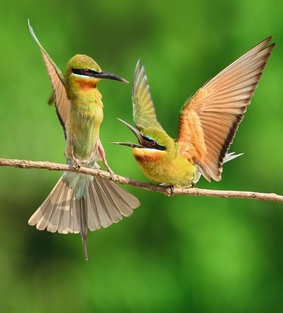 Collage of birds