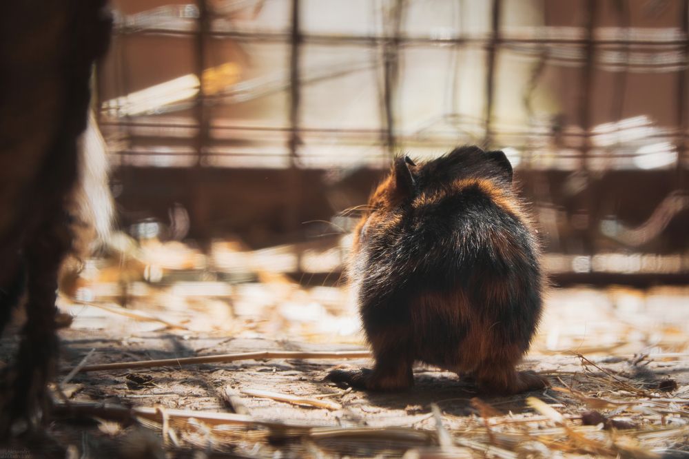 Морская свинка/ Guinea pig