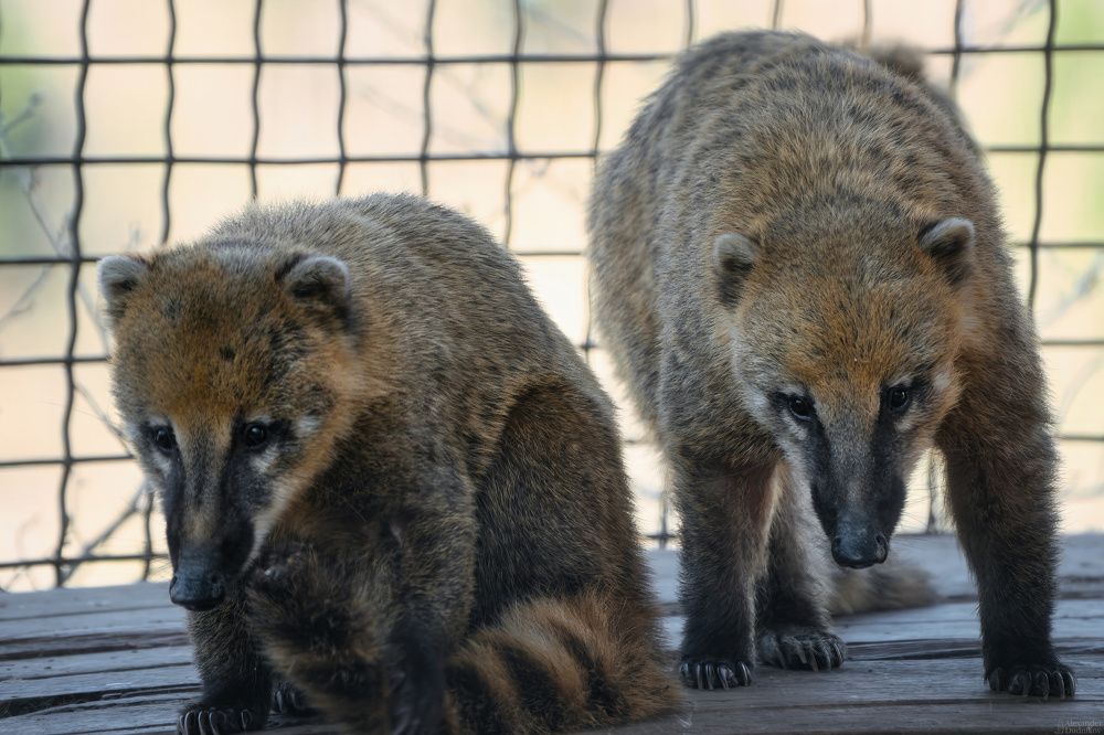 Носухи/ South American coati