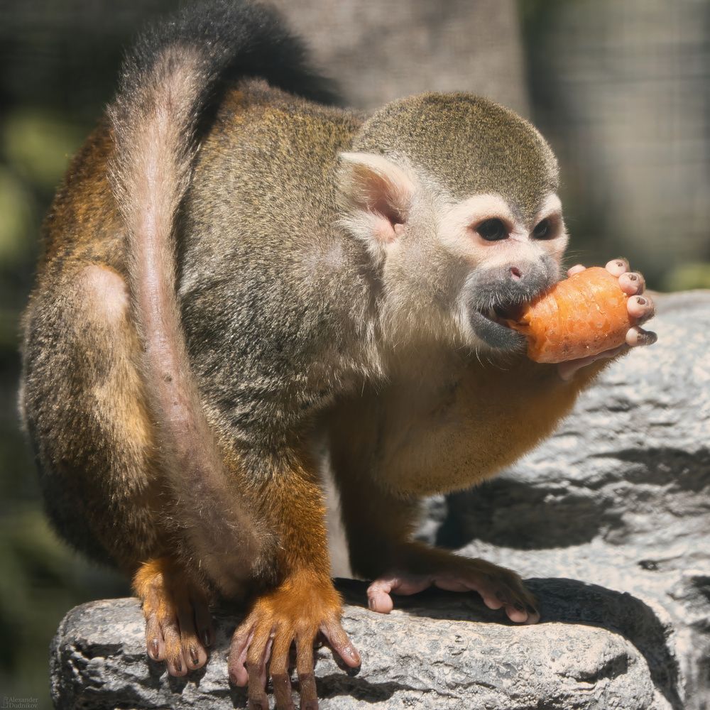 Саймири/ Squirrel monkey