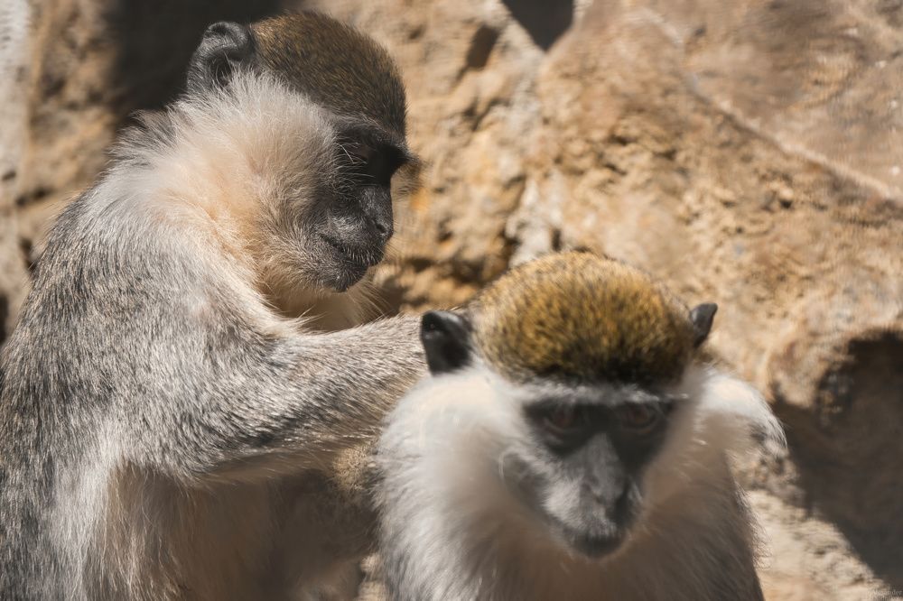 Зелёные мартышки/ Green monkeys