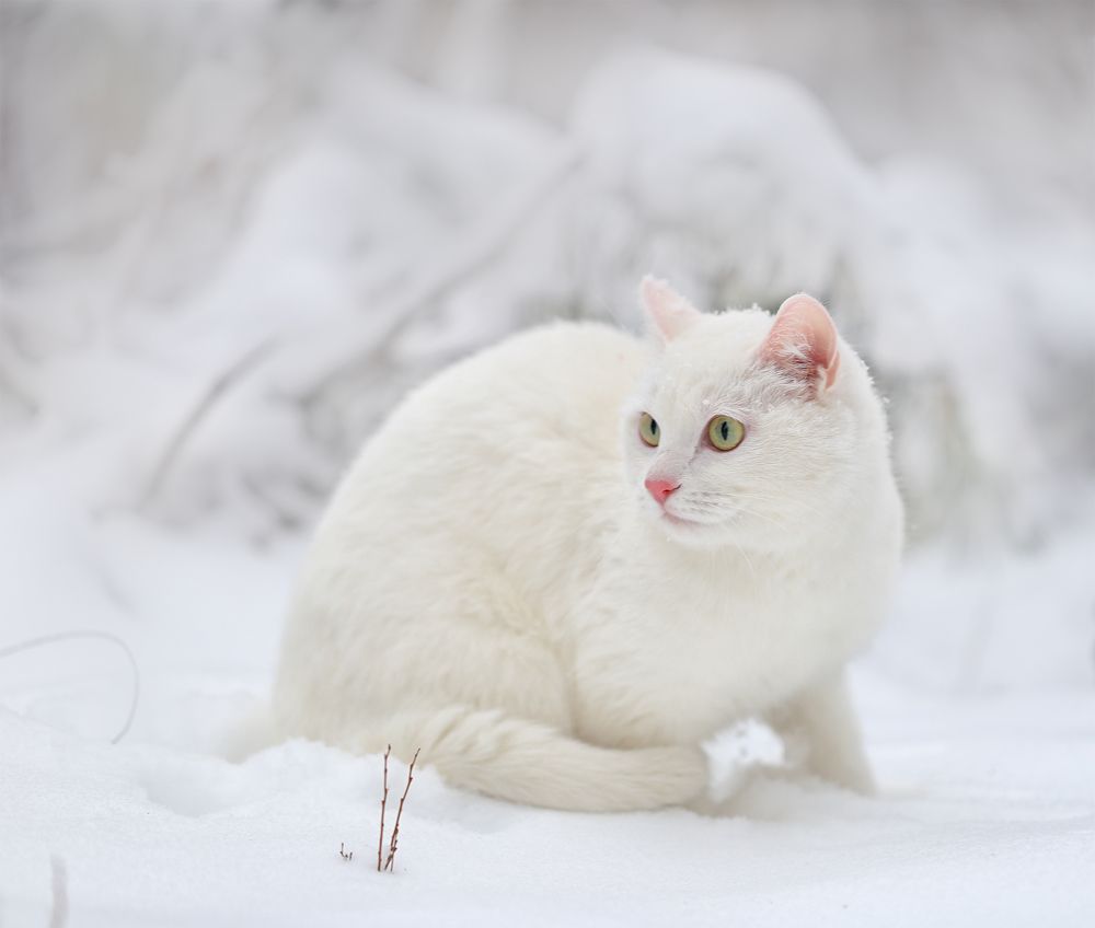 Снежный кот