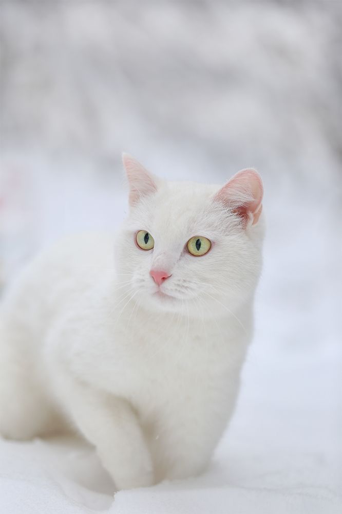 Снежный кот
