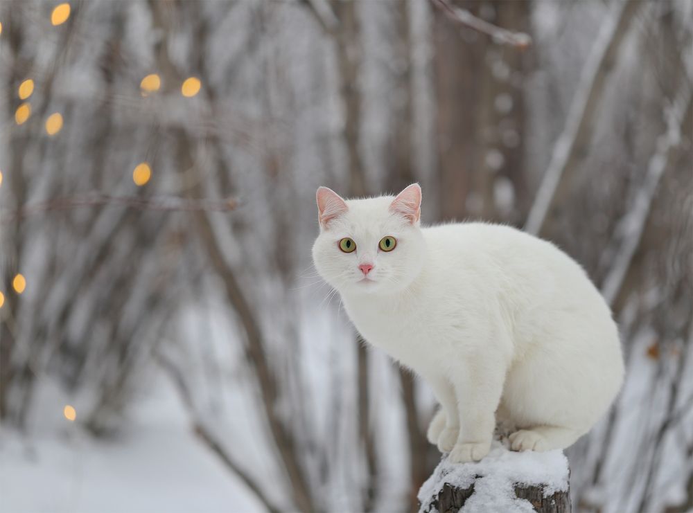 Снежный кот