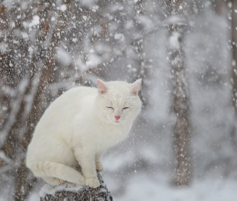 Снежный кот