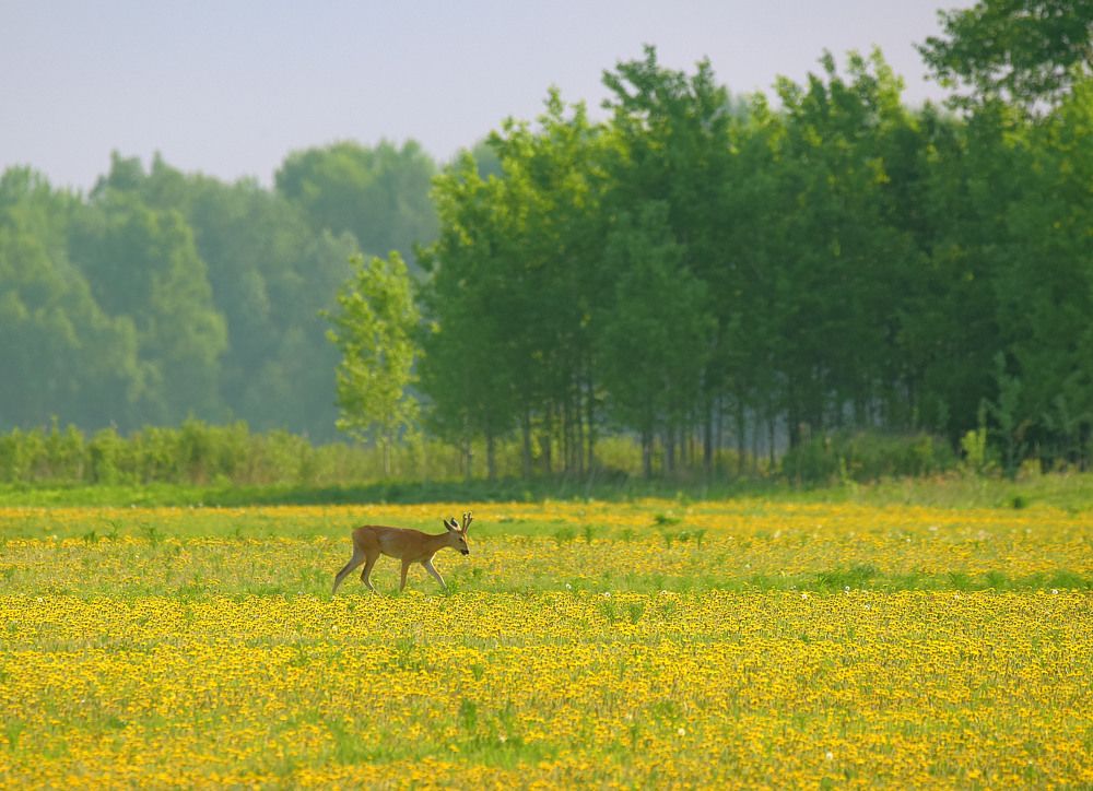 На цветущем лугу