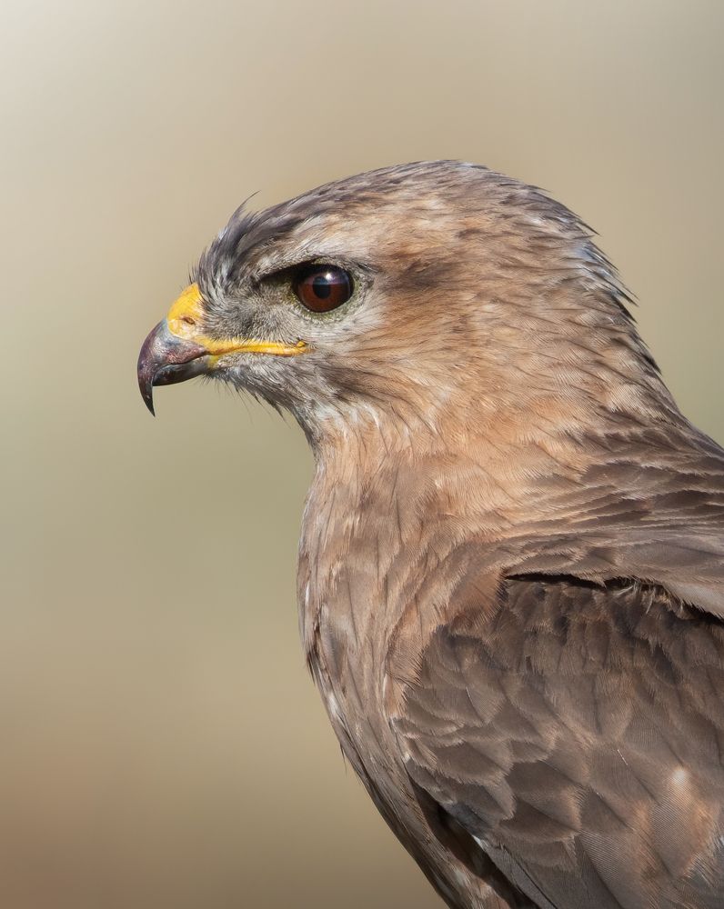 Обыкновенный Канюк Buteo buteo