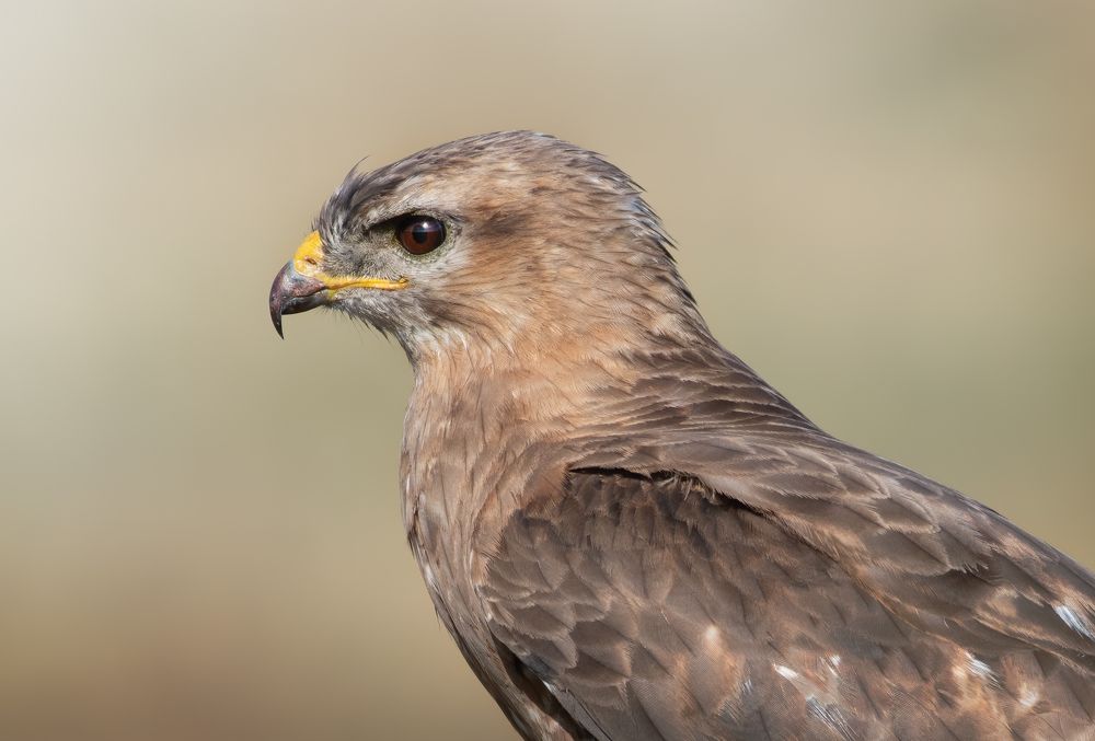 Обыкновенный Канюк Buteo buteo