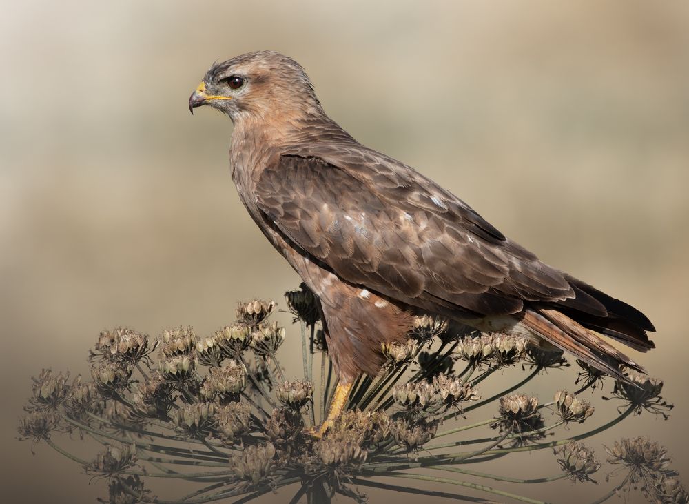 Обыкновенный Канюк Buteo buteo