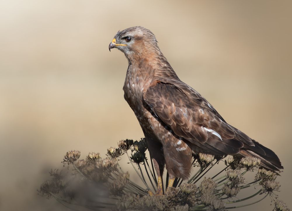 Обыкновенный Канюк Buteo buteo