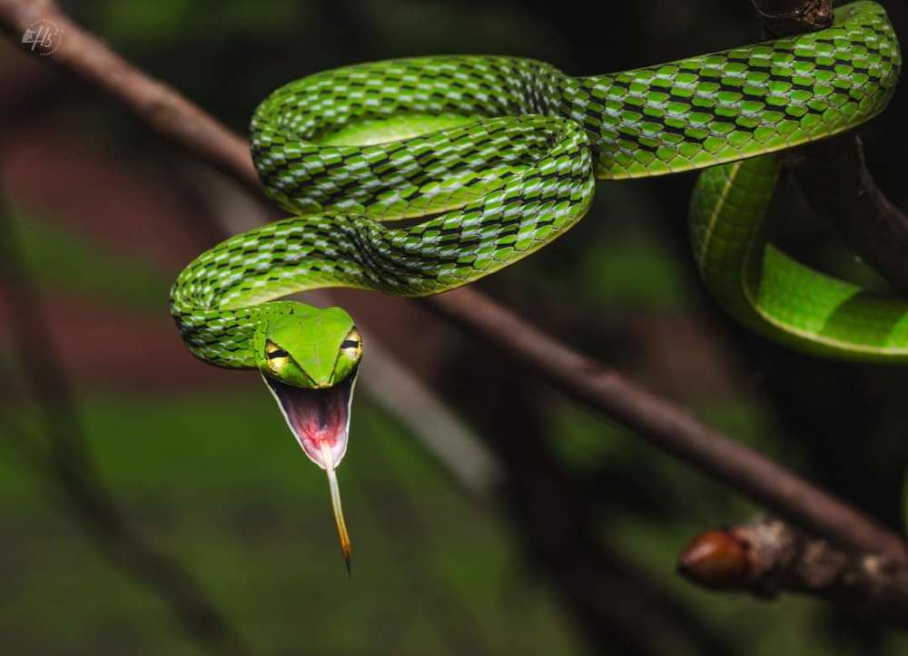 hardikswildlifephotography