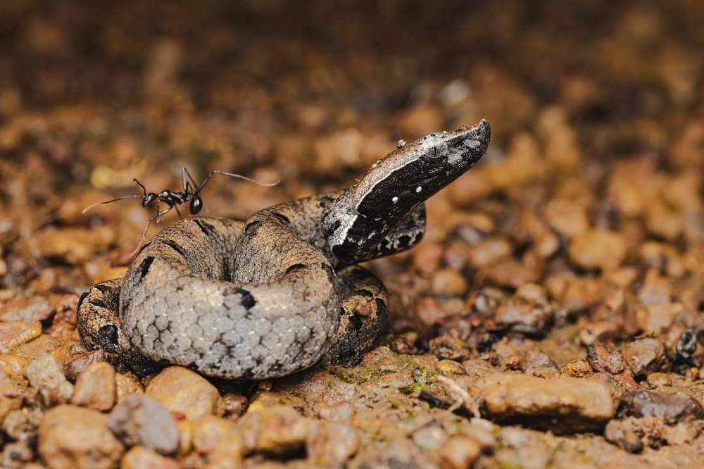 hardikswildlifephotography