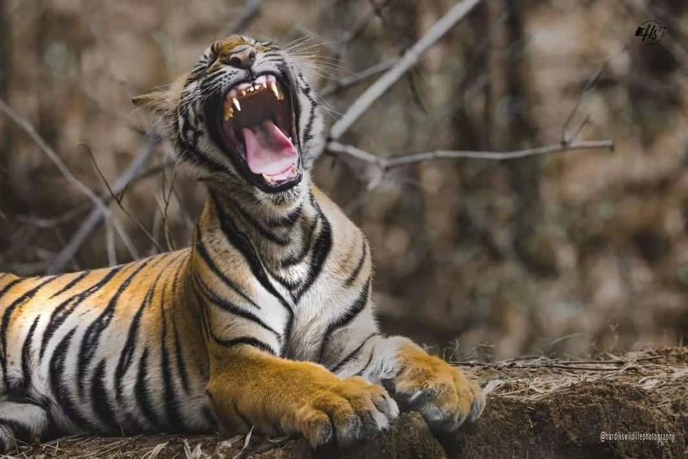 hardikswildlifephotography