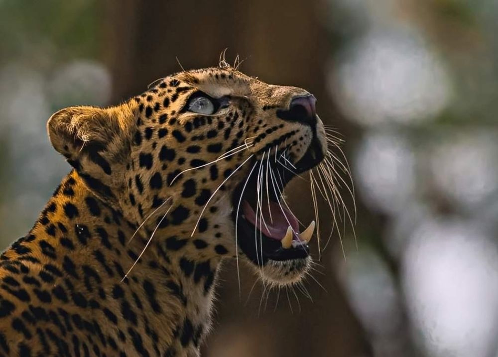 hardikswildlifephotography