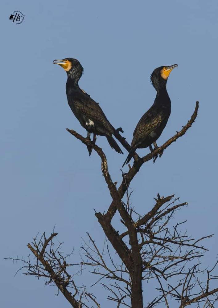 hardikswildlifephotography