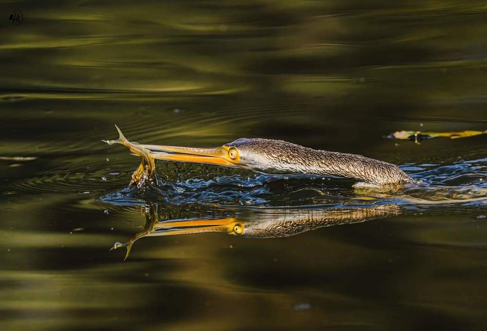 hardikswildlifephotography