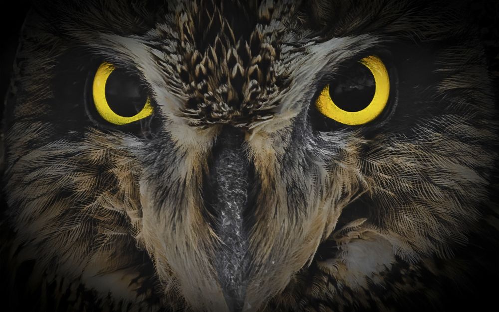 hardikswildlifephotography