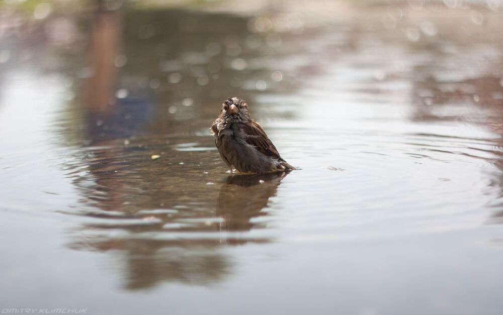 Photo 251739