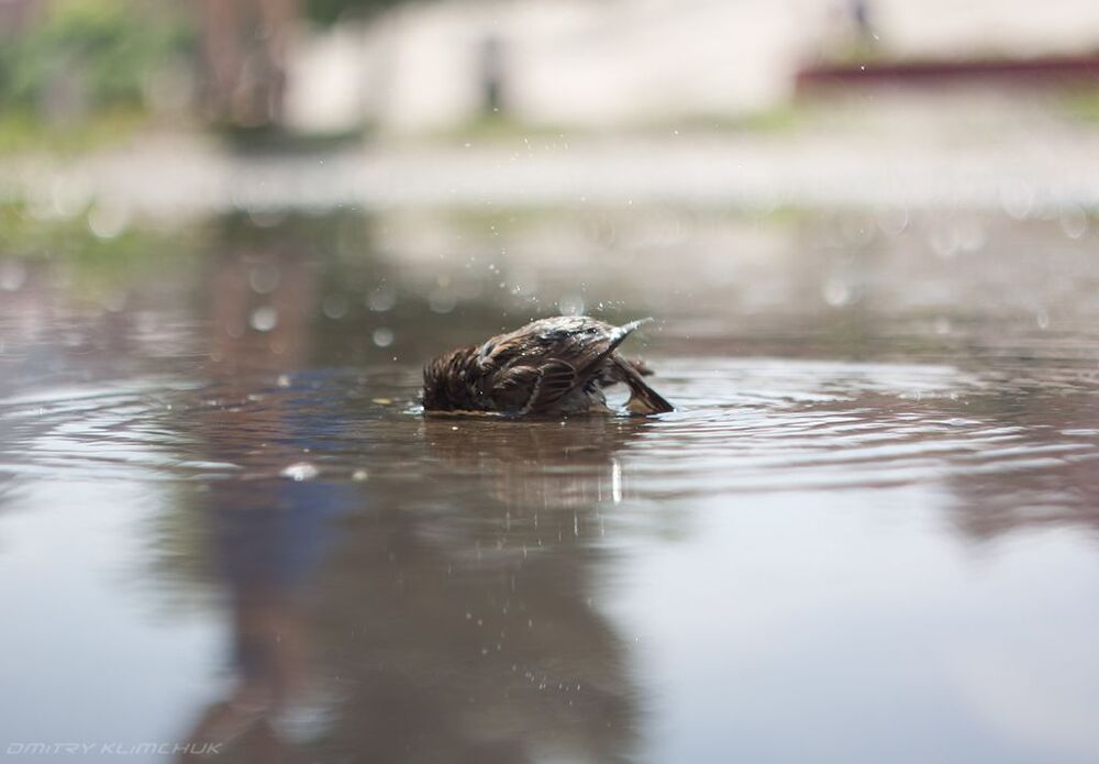 Photo 251740