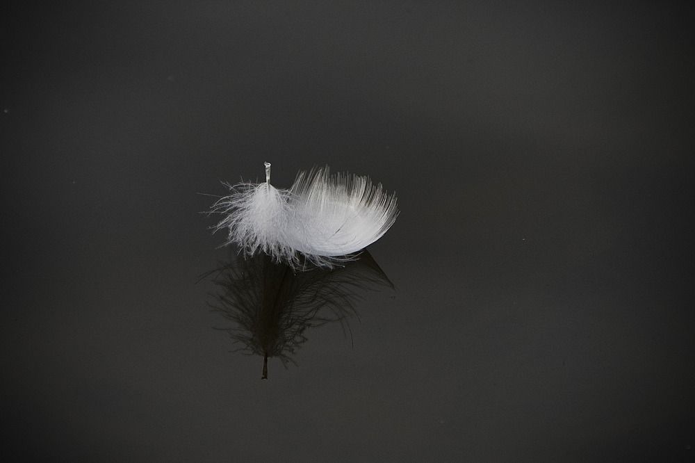 Photo 2511988