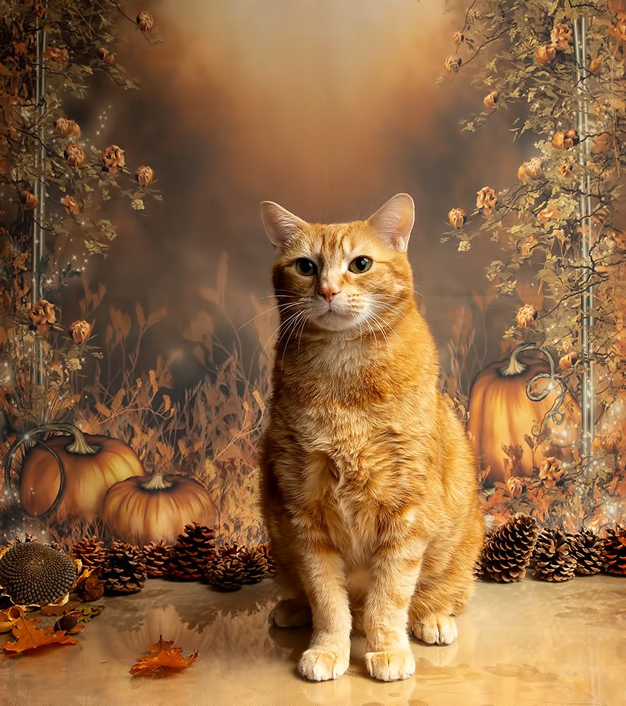 Autumn Cats -  Осенние Котики