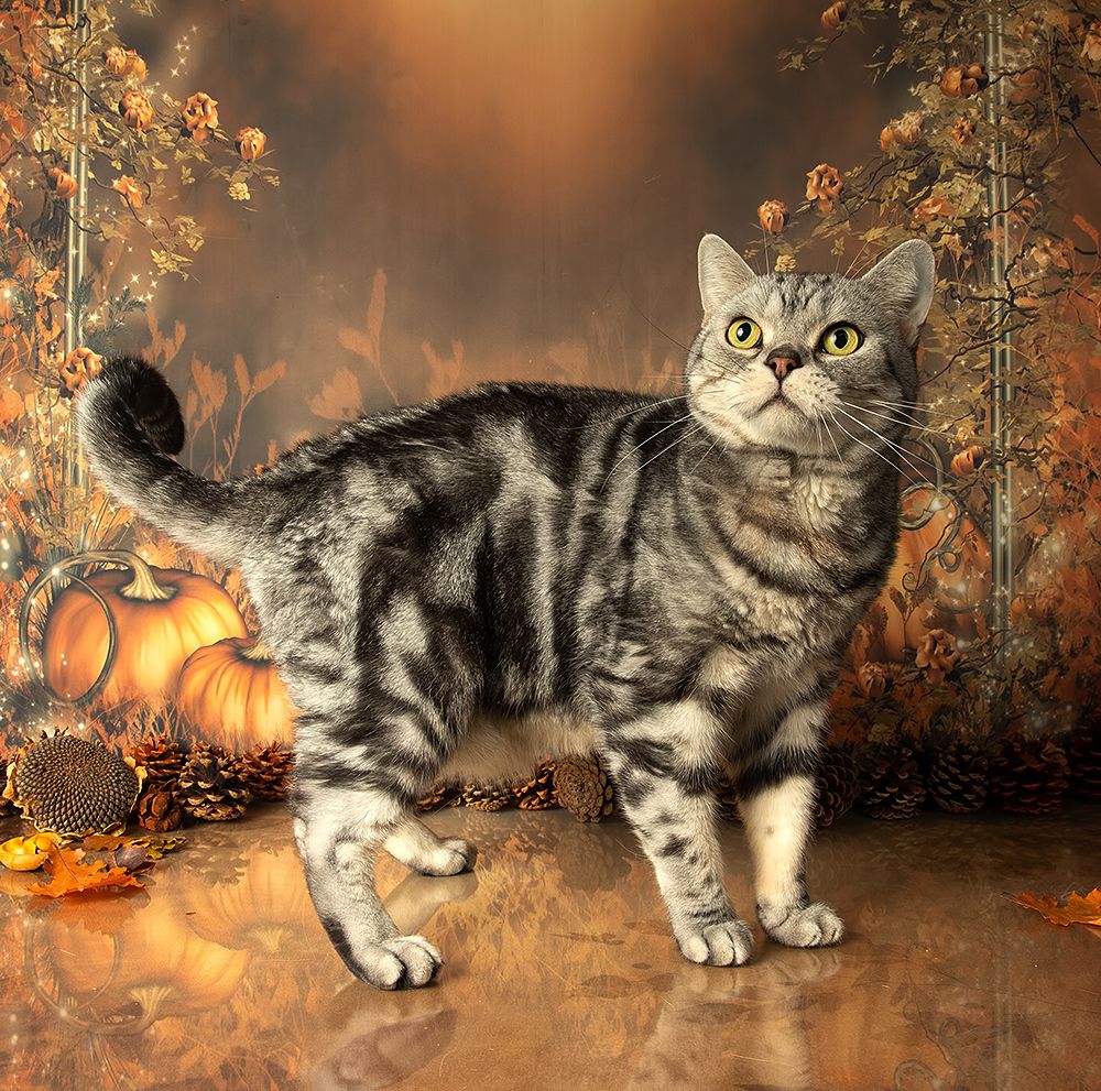Autumn Cats -  Осенние Котики