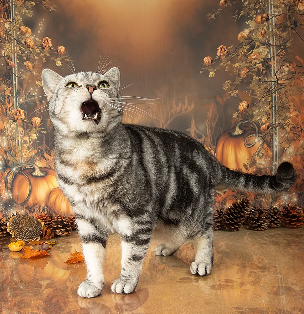 Autumn Cats -  Осенние Котики