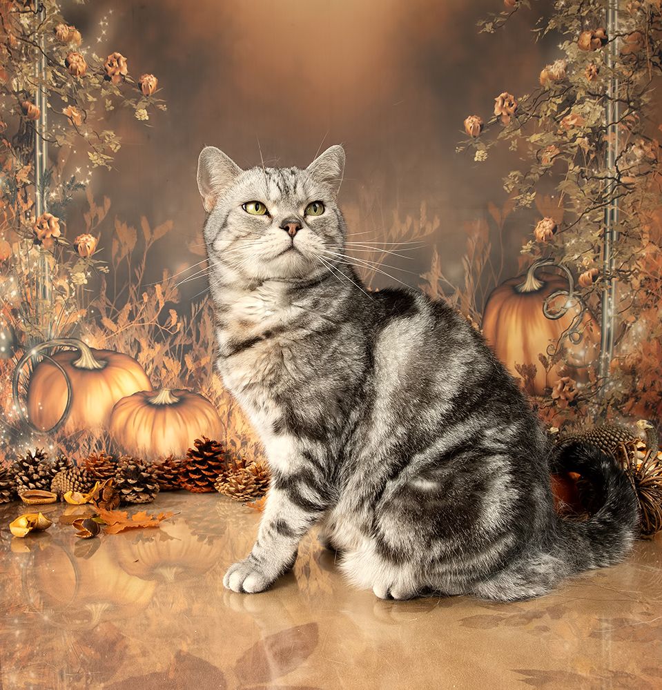 Autumn Cats -  Осенние Котики