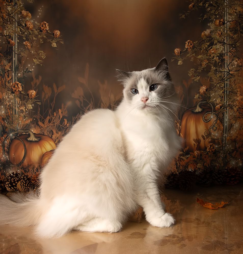 Autumn Cats -  Осенние Котики