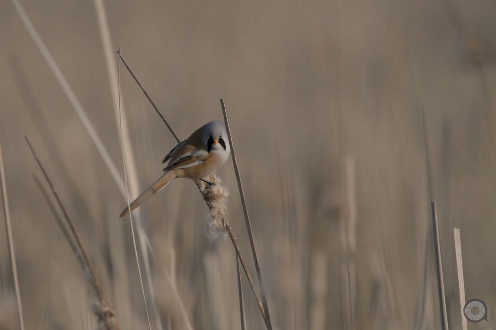 Photo 2513125