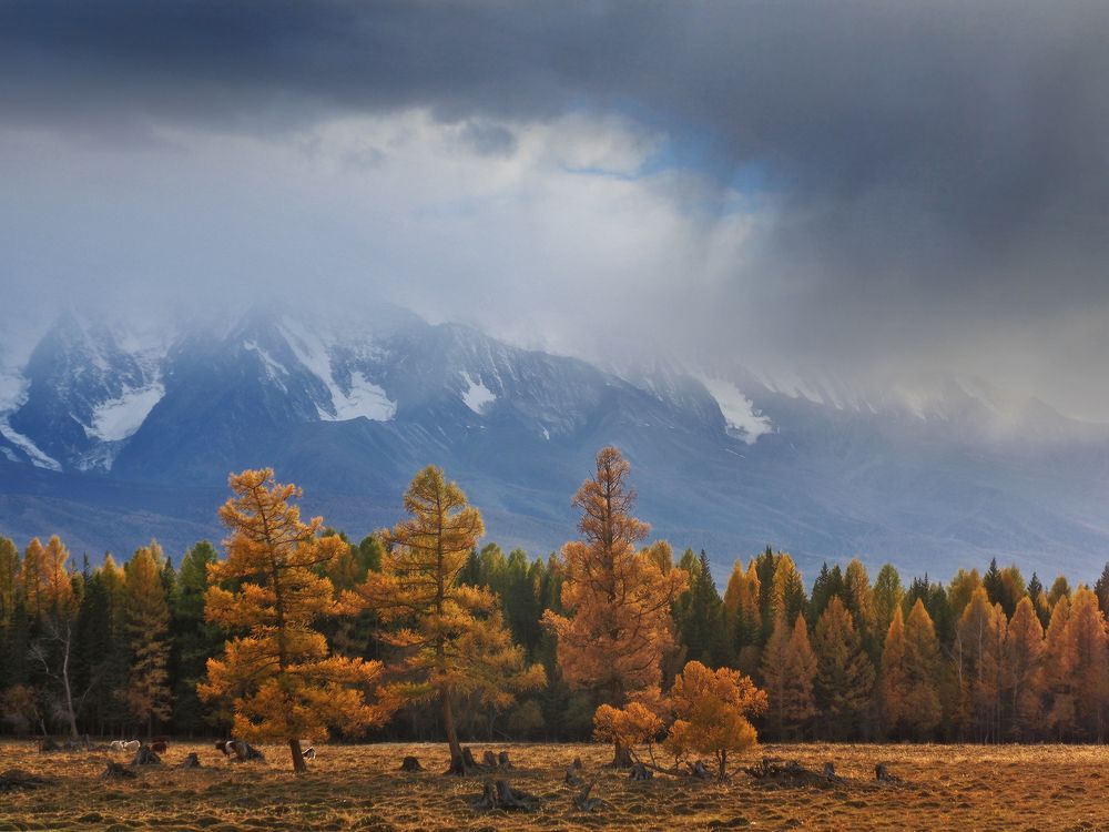 Горы, осень, Алтай