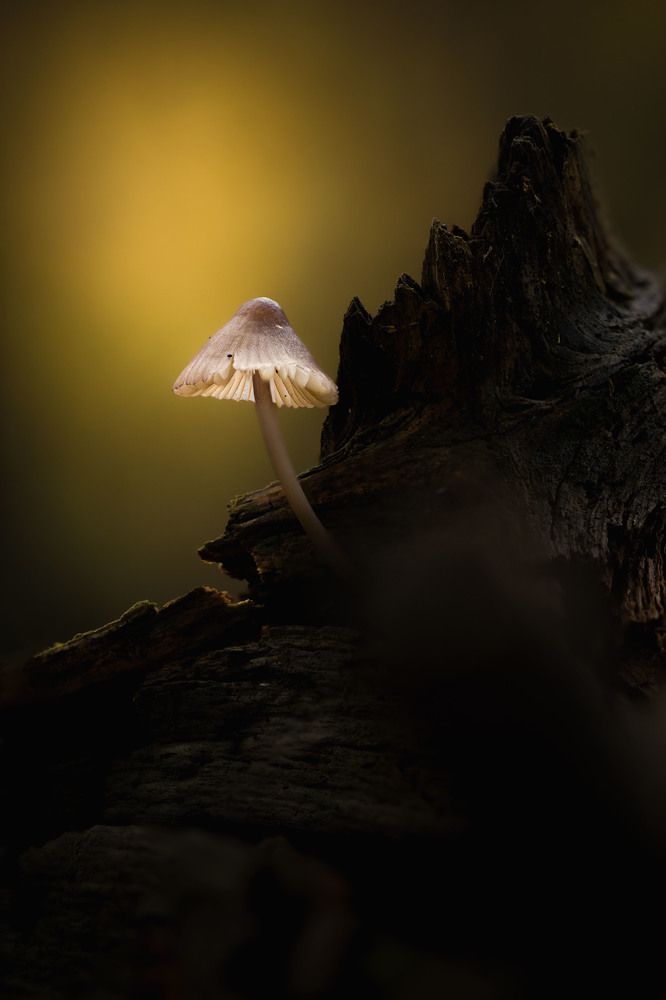 Secret beauty of nature