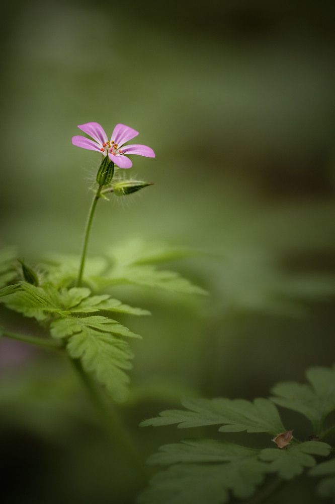 Secret beauty of nature