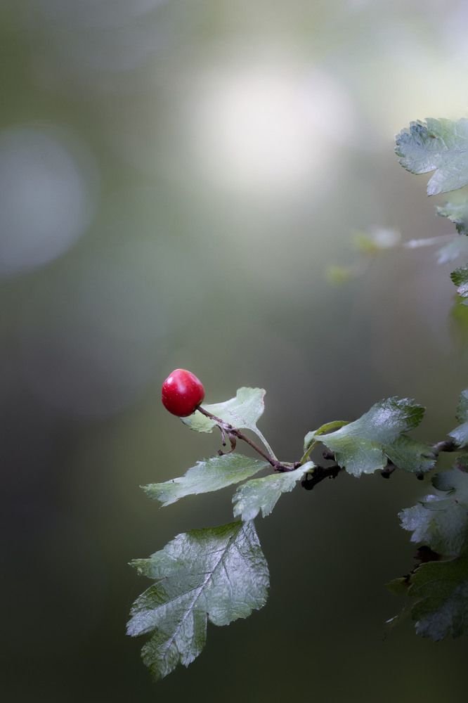 Secret beauty of nature