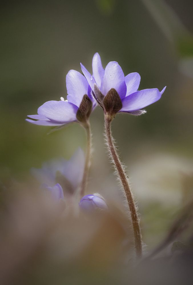 Secret beauty of nature