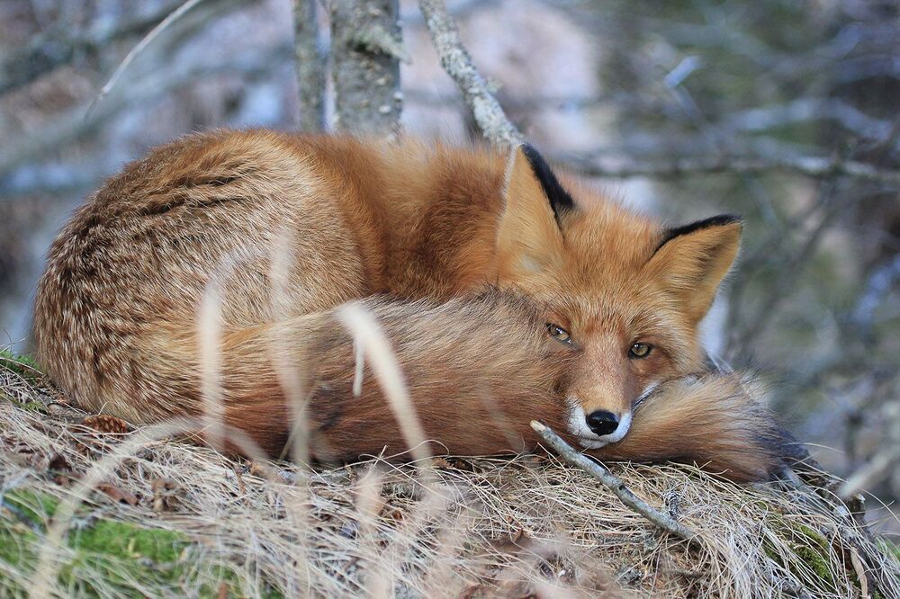 Photo 2513920