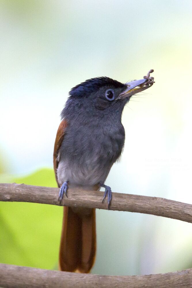 Bird Photography