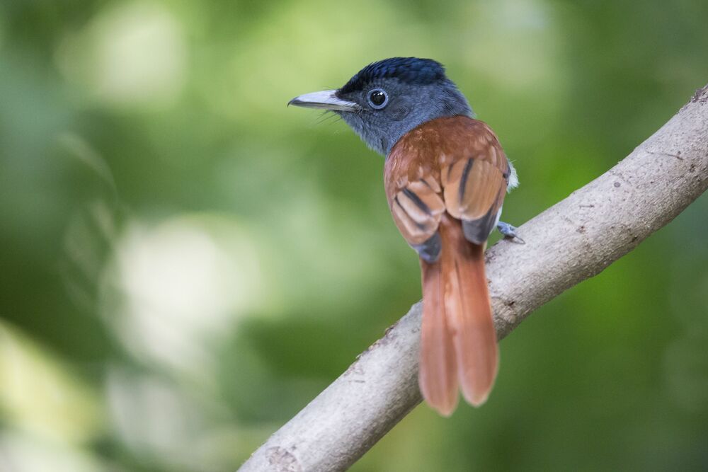 Bird Photography