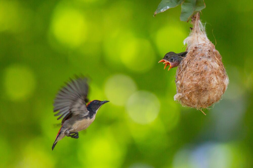 Bird Photography