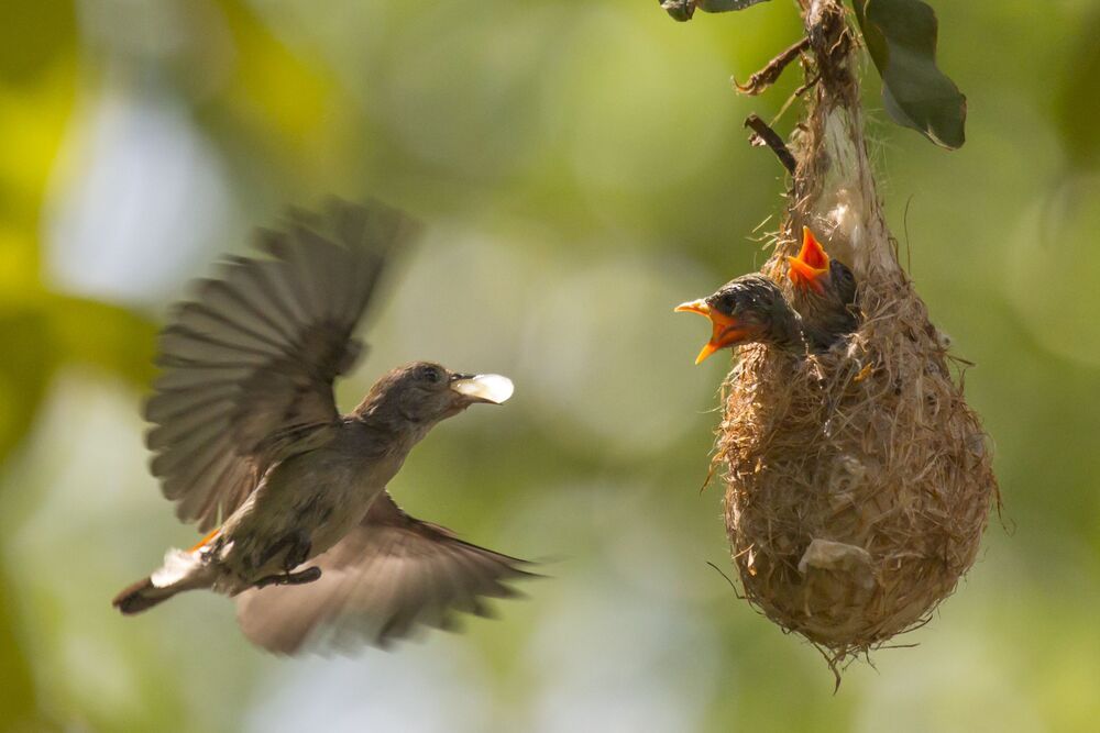 Bird Photography