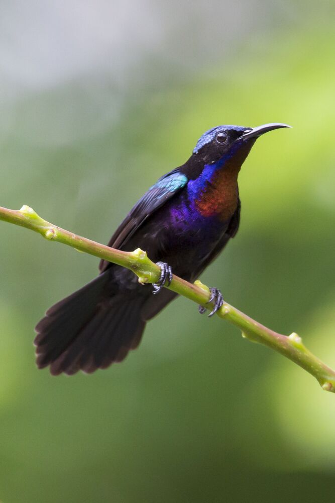 Bird Photography
