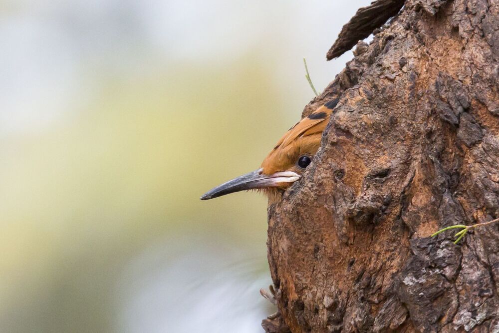 Bird Photography