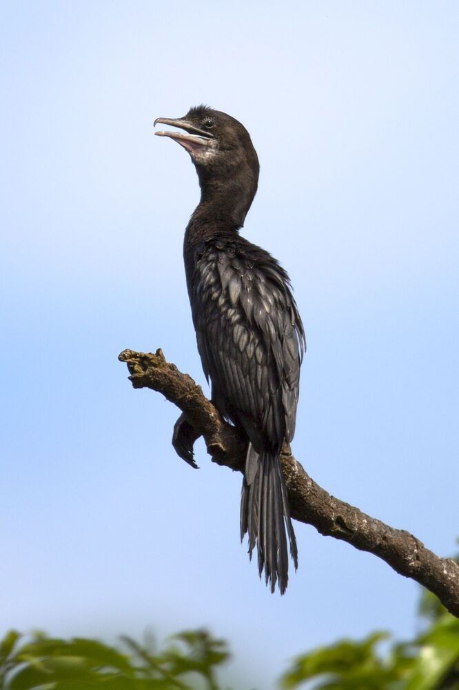 Bird Photography