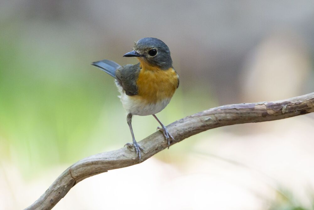 Bird Photography