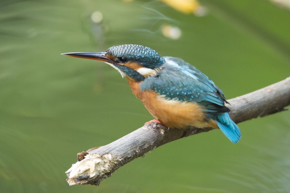 Bird Photography