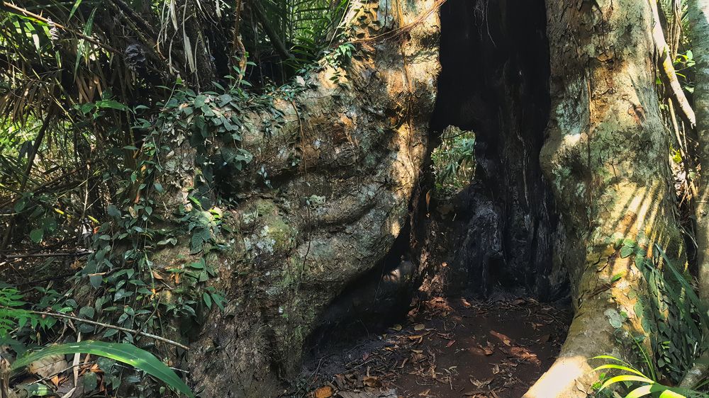 В тропическом лесу Khao Yai National Park