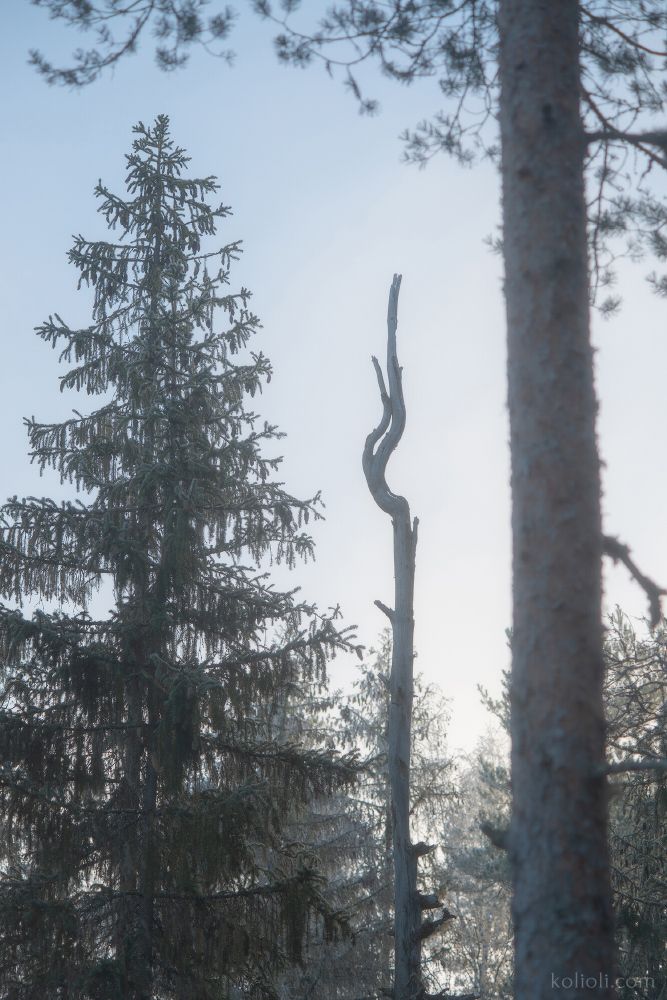 Волшебное утро